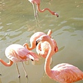 又見Flamingo