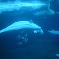 水中的白鯨