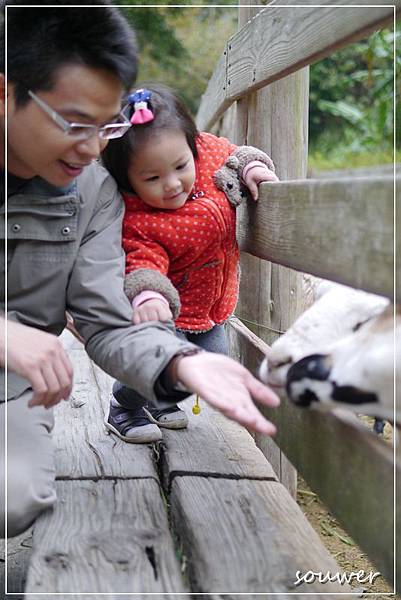 P1210179可以洗這張！恆恩自己不敢摸，硬拉爸爸的手去摸羊咩咩.JPG