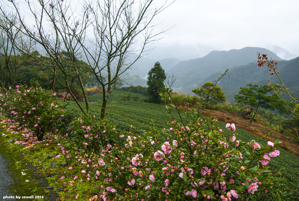 茶鄉冬景