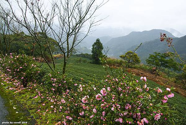 茶鄉冬景