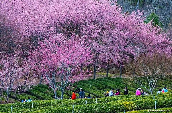 武陵2014花季