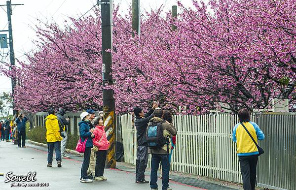 平菁街櫻花巷