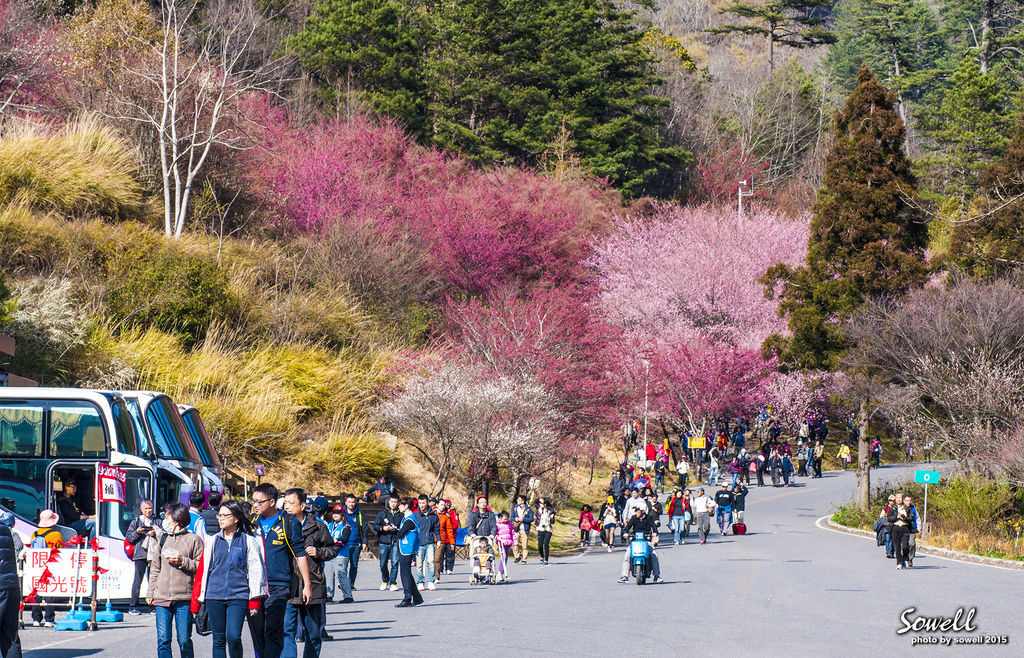 武陵2015花季