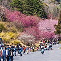 武陵2015花季