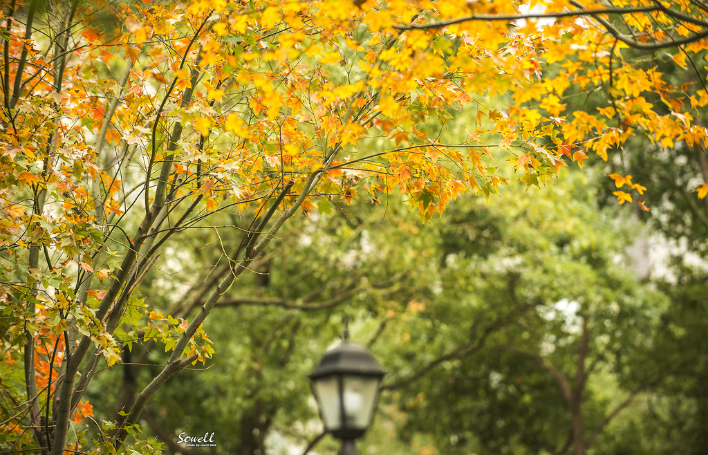 SWY_8707 SWY_8707