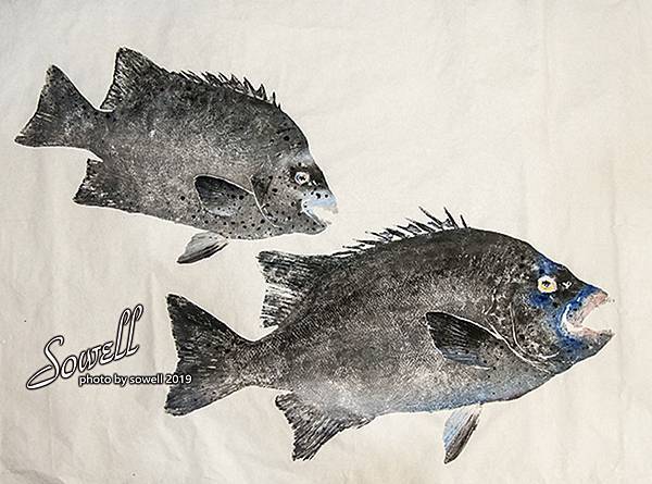 口白石鯛魚拓 Dsc078s Jpg 魚拓藝術 嚴尚文的相簿 痞客邦 口白石鯛魚拓 Dsc078s Jpg 魚拓藝術 嚴尚文的相簿 痞客邦