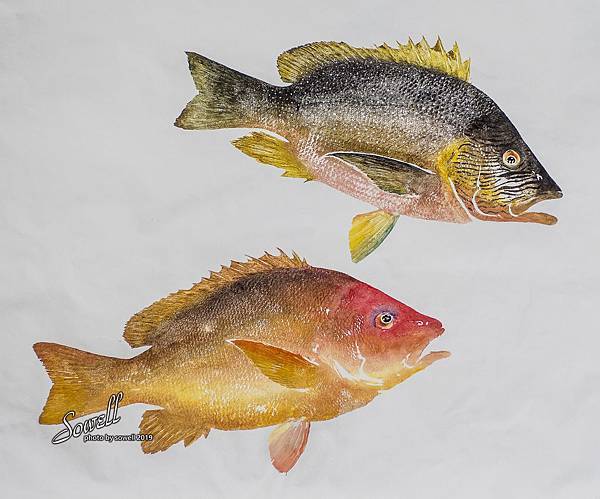 19魚拓新作 嚴尚文的魚拓世界 生態筆記 痞客邦 19魚拓新作 嚴尚文的魚拓世界 生態筆記 痞客邦