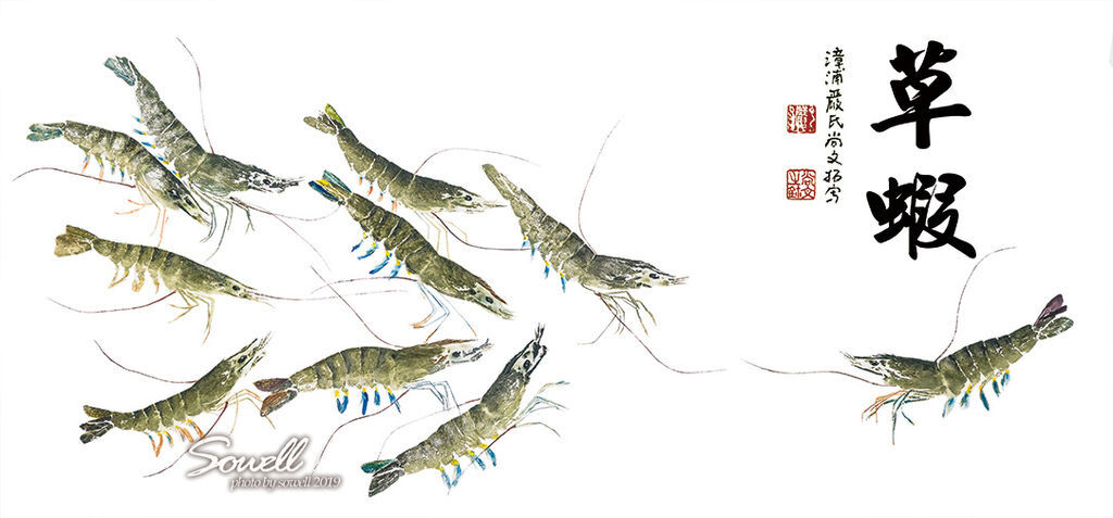 草蝦拓.jpg 草蝦拓.jpg