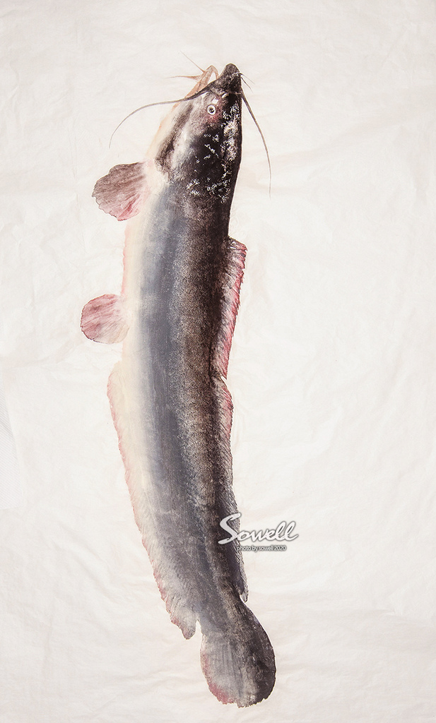 泰國鯰魚魚拓(s).jpg 泰國鯰魚魚拓(s).jpg