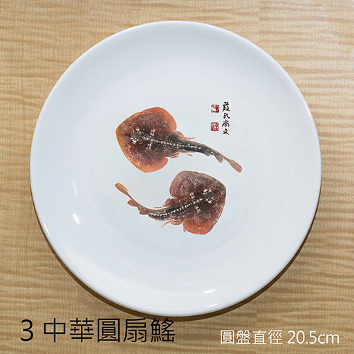 3中華圓扇鰩.jpg 3中華圓扇鰩.jpg