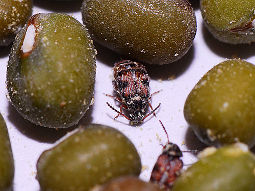 黄尾鸲无意间发现绿豆袋子里有许多虫在爬,他知道那里面可能是豆象,於