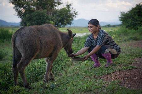 【雜記】泰國清萊「牛屎咖啡」好夯 每公斤售價近萬元！231