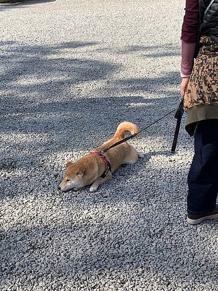 ［四國自駕遊］吃吃喝喝輕鬆遊