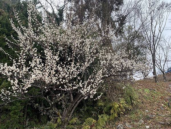 ［四國自駕遊］吃吃喝喝輕鬆遊