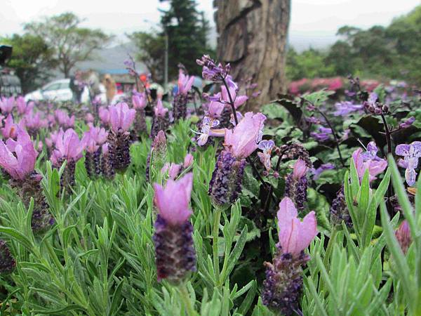 陽明山花季103年 025.jpg