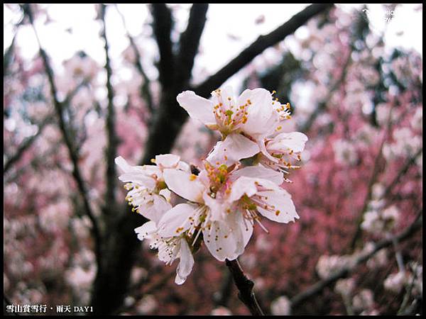 雪山賞雪-02.jpg