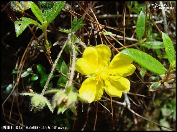 雪山杜鵑13.jpg