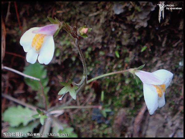 雪山杜鵑09.jpg