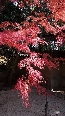 IMG_20181126_130952_4.jpg IMG_20181126_130952_4.jpg