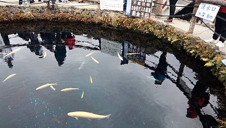 IMG_20190208_141236_8.jpg IMG_20190208_141236_8.jpg