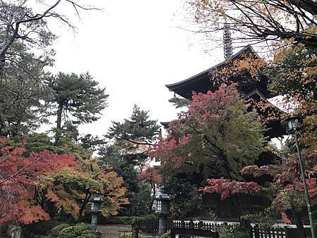 【日本 東京】五反田 星乃咖啡, 世田谷 豪德寺之招福貓, 