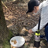 【日本 廣島縣】大久野島(兔子島)，竹原市，吳站