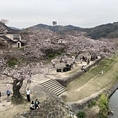 【日本 廣島縣】一天內二個世界遺產:錦帶橋 櫻滿開,宮島 嚴