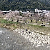 【日本 廣島縣】一天內二個世界遺產:錦帶橋 櫻滿開,宮島 嚴