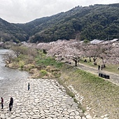 【日本 廣島縣】一天內二個世界遺產：錦帶橋 櫻滿開，宮島 嚴