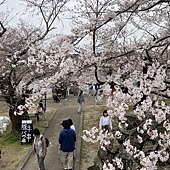 【日本 廣島縣】一天內二個世界遺產：錦帶橋 櫻滿開，宮島 嚴