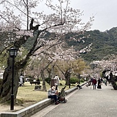 【日本 廣島縣】一天內二個世界遺產：錦帶橋 櫻滿開，宮島 嚴