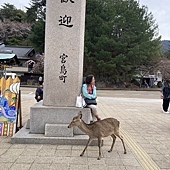 【日本 廣島縣】一天內二個世界遺產:錦帶橋 櫻滿開,宮島 嚴