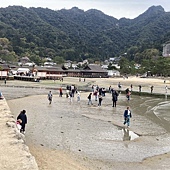 【日本 廣島縣】一天內二個世界遺產:錦帶橋 櫻滿開,宮島 嚴