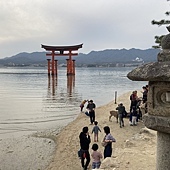 【日本 廣島縣】一天內二個世界遺產:錦帶橋 櫻滿開,宮島 嚴