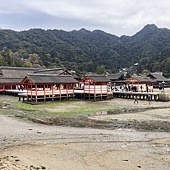 【日本 廣島縣】一天內二個世界遺產:錦帶橋 櫻滿開,宮島 嚴
