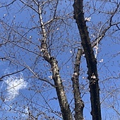 【日本】廣島三原Nice Inn Hotel~岡山 後樂園+