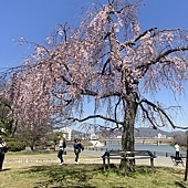 【日本】廣島三原Nice Inn Hotel~岡山 後樂園+