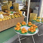 【日本 廣島縣】跳島生口島(耕三寺)，海上伏兔觀音，鞆-重傳