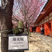 【日本 廣島縣】跳島生口島(耕三寺)，海上伏兔觀音，鞆-重傳