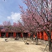 【日本 廣島縣】跳島生口島(耕三寺)，海上伏兔觀音，鞆-重傳