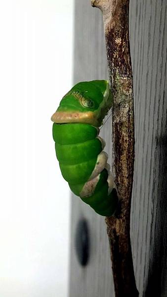 看見蛻變～美麗的大鳳蝶（圖文版）