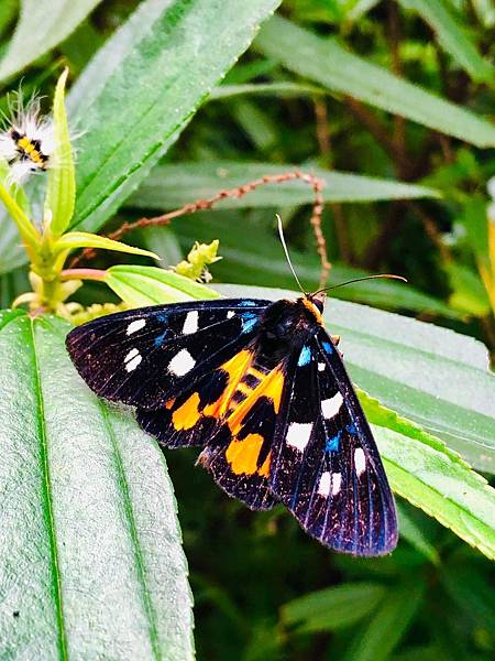 遇見～五斑虎夜蛾