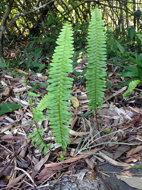 你肯定知道的野地求生植物 腎蕨 磐子的bushcraft Wildlife 野地生活技藝基地營 痞客邦 你肯定知道的野地求生植物 腎蕨 磐子的bushcraft Wildlife 野地生活技藝基地營 痞客邦