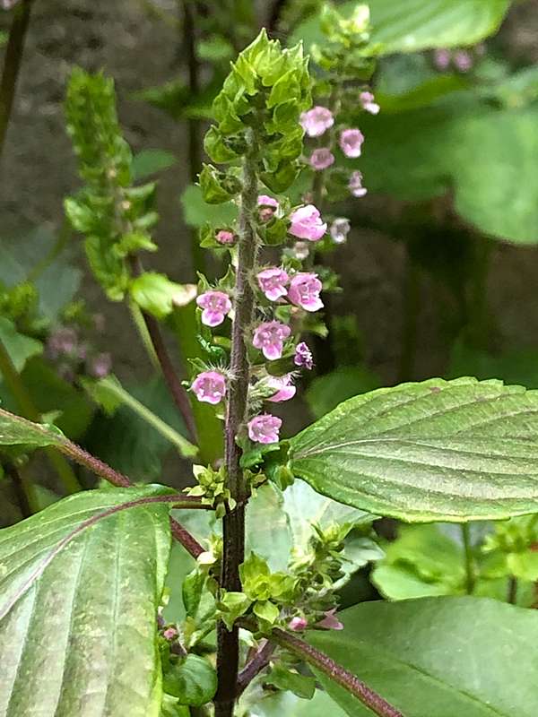你一定要知道的居家多用途植物紫蘇 磐子的bushcraft Wildlife 野地生活技藝基地營 痞客邦