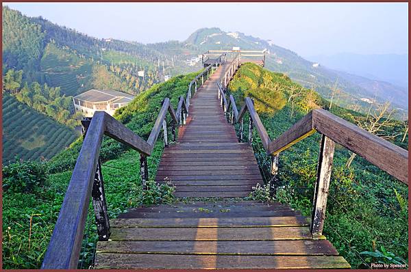 27-大崙山銀杏森林茶園.jpg