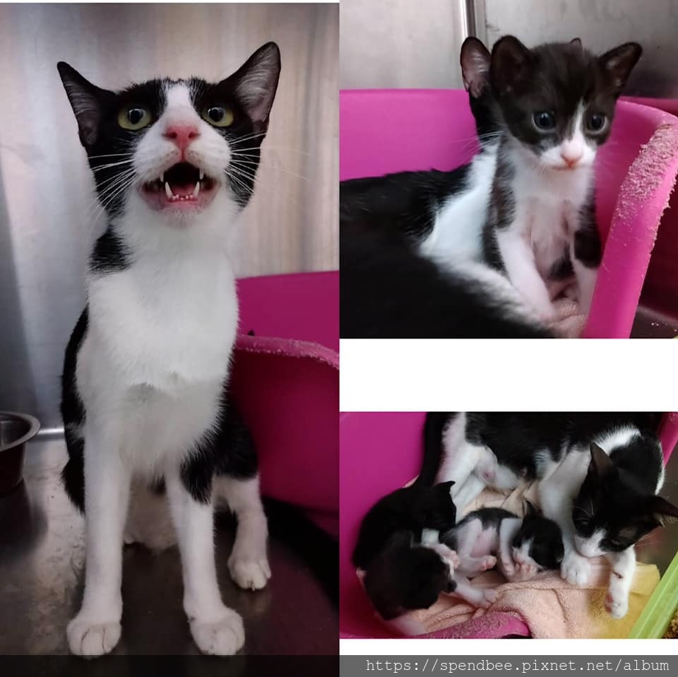 2019賓士母子一家送養中 2019賓士母子一家送養中