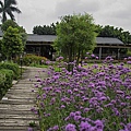 台北縣泰山鄉香草花緣餐廳薰衣草.jpg