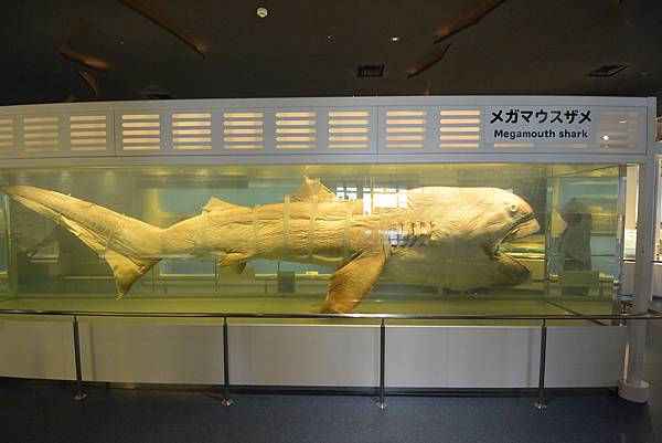 日本沖縄県沖縄美ら海水族館 (35).JPG