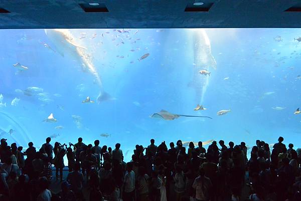 日本沖縄県沖縄美ら海水族館 (50).JPG